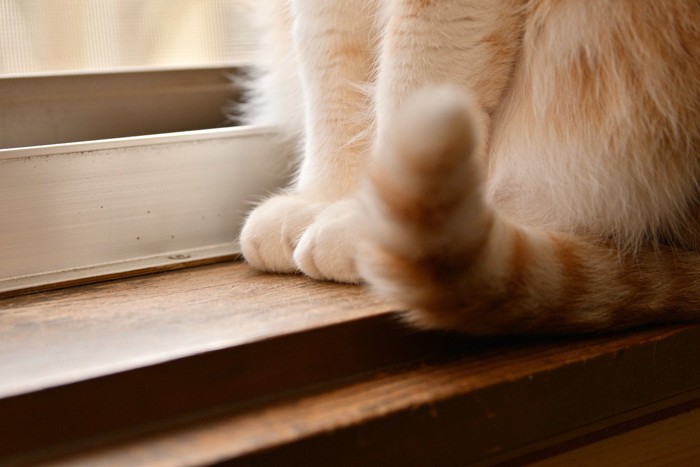猫のしっぽ