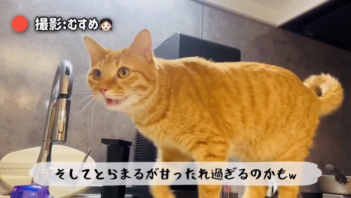 シンクのふちに乗る茶トラ猫