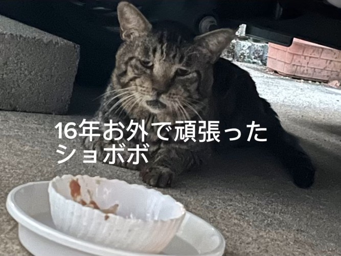 外で横になる猫