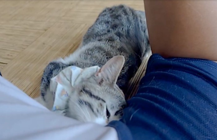 脇を嗅ぐ猫