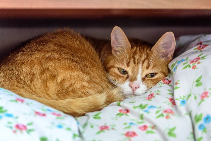 押し入れの布団の上で眠る猫