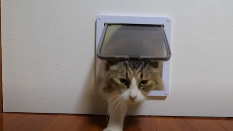 猫用扉を通過する成猫