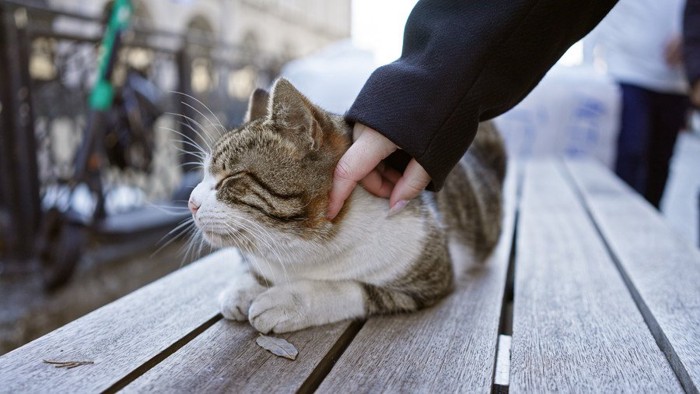 喉元を撫でられる猫