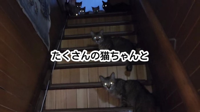 目が光った猫たち