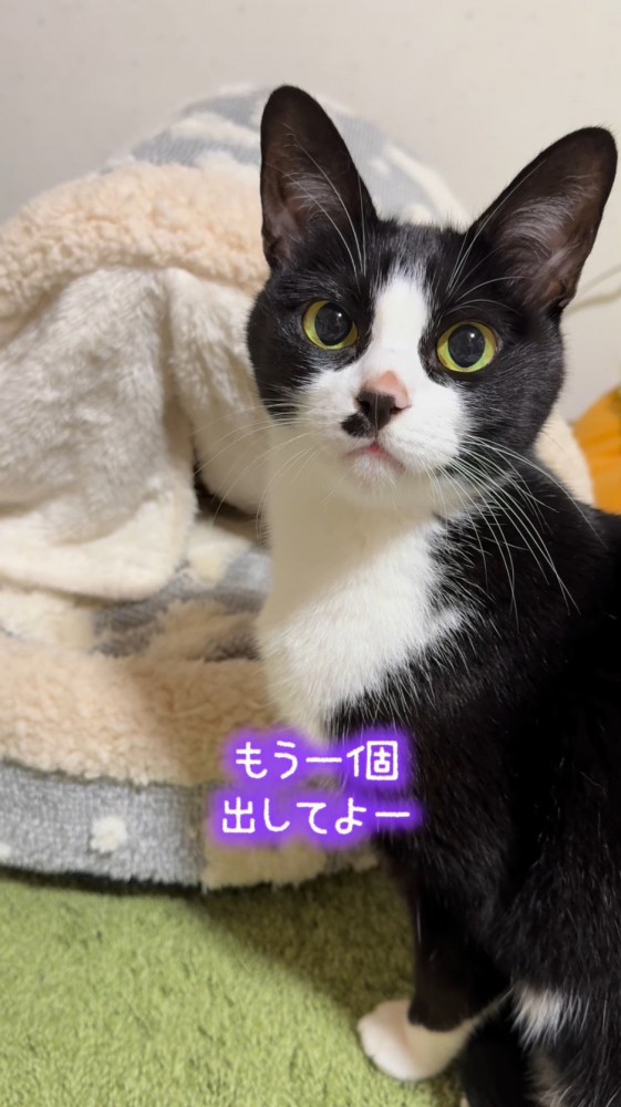 期待の眼差しで飼い主を見つめる猫