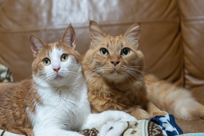 2匹の茶トラ猫