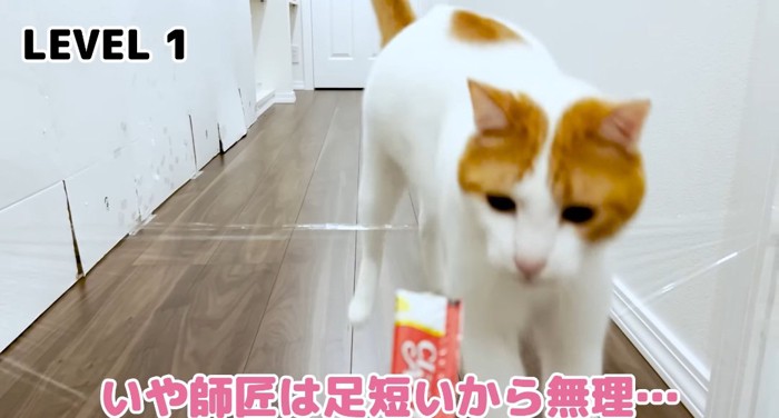 飛び越える猫