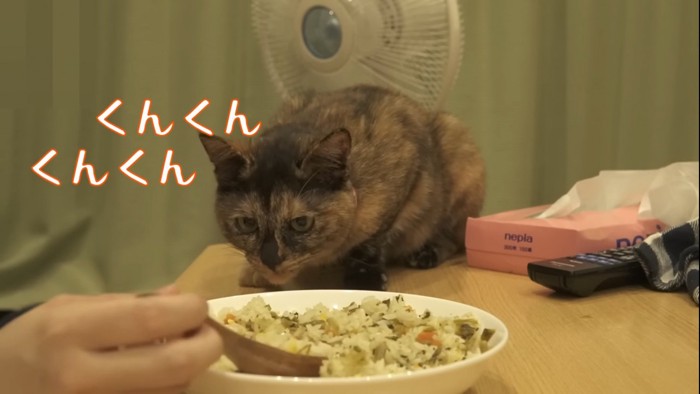 飼い主のご飯を嗅ぐ猫