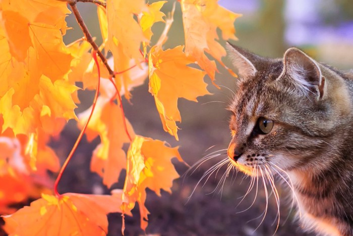 紅葉したカエデの葉を見る猫