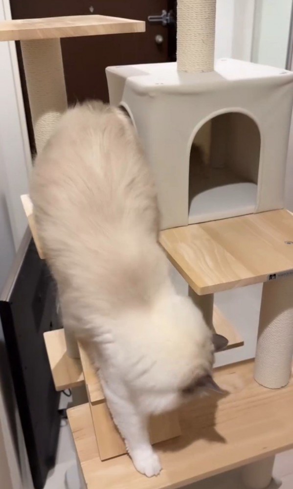 はしごを降りる猫