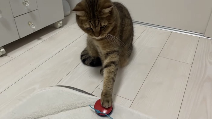 カスタネットを鳴らす猫の写真2