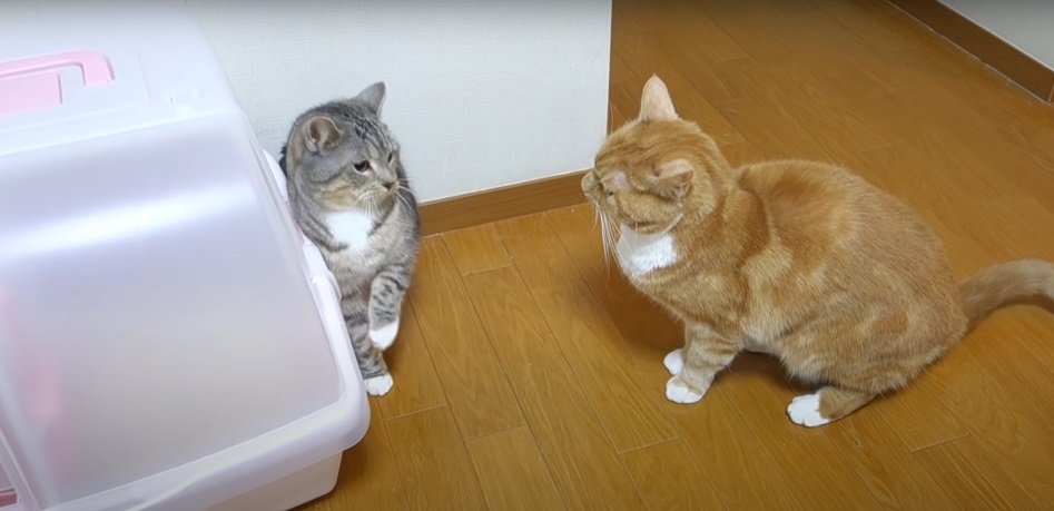 にらみ合う2匹の猫