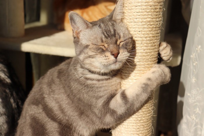 爪研ぎポールに抱きつく猫