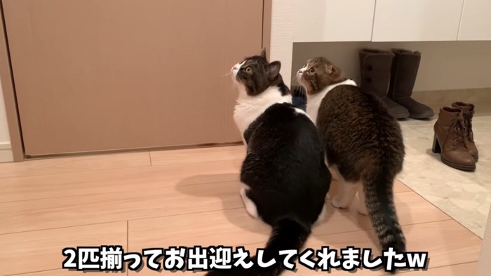 見上げる2匹の猫