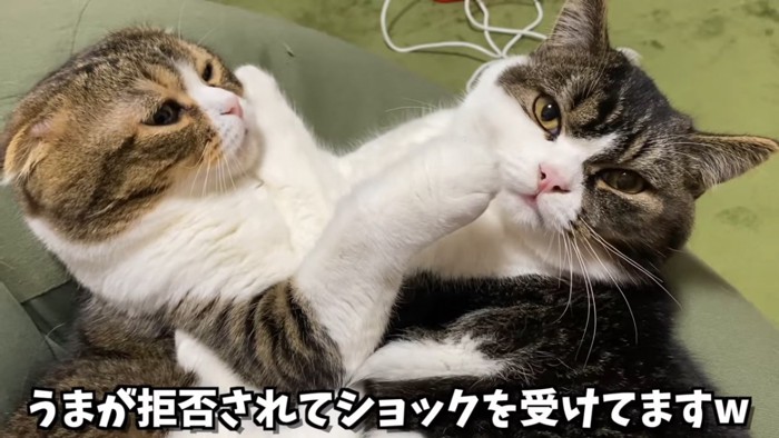 前を見る猫と前足をあげる猫