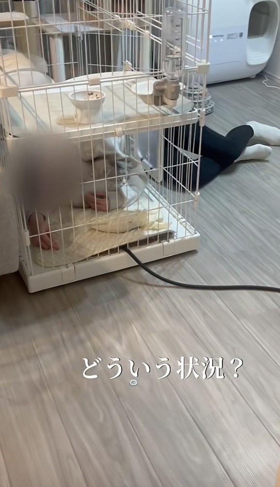 飼い主さんがケージに頭を突っ込んでいる写真1