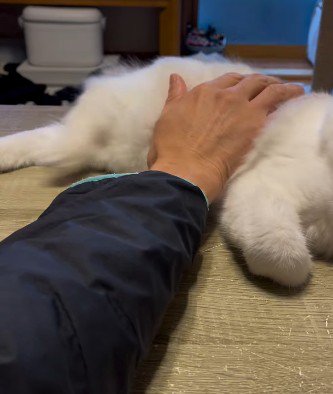 再びなでる飼い主