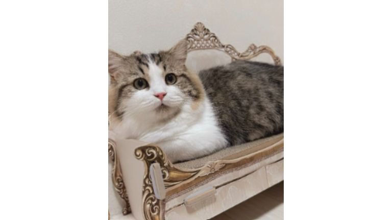 室内にいる猫