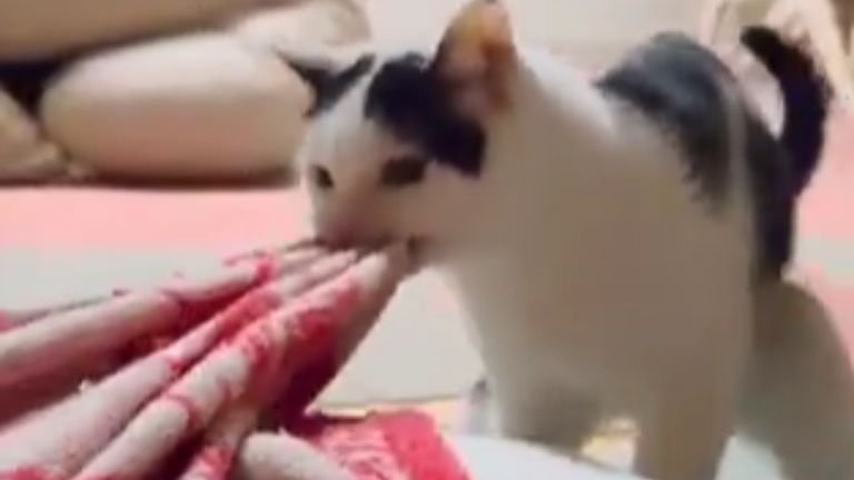 枕を運ぶ猫