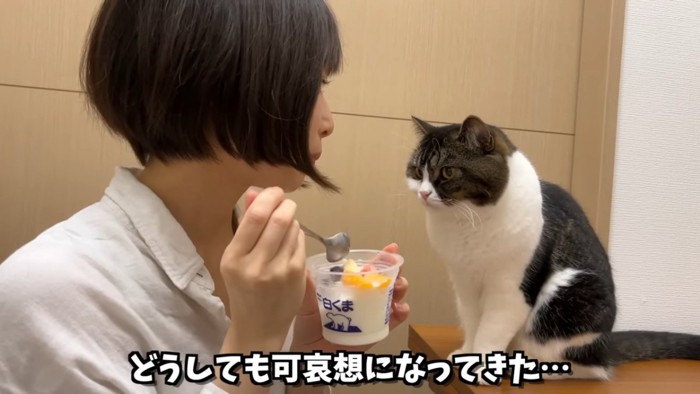 座って人を見る猫