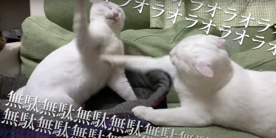 戦う猫2匹2