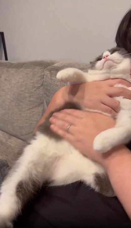 抱えられている猫