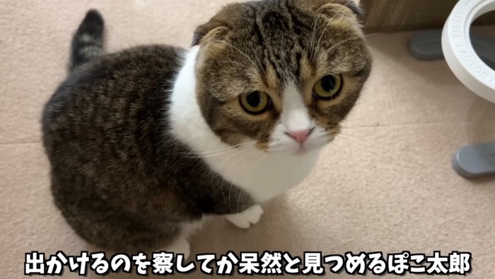 座る猫