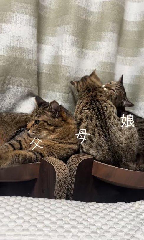 3匹で固まっている猫たち