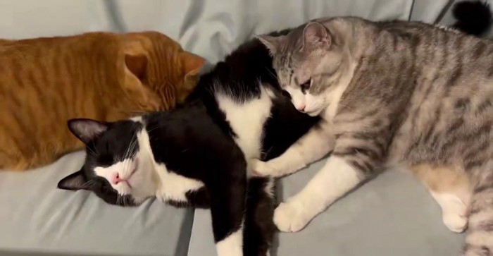 2匹の猫に毛づくろいされる猫