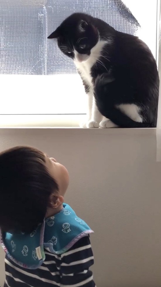 猫を見上げる子供