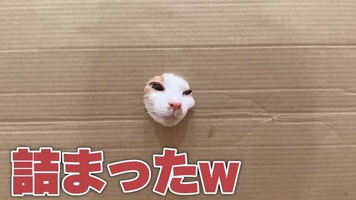壁から出る猫の顔