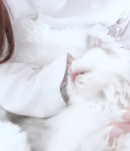 振り向く猫