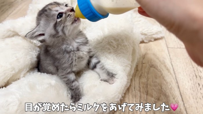 ママにミルクをもらう子猫