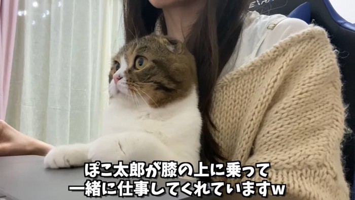 人の膝の上に座る猫