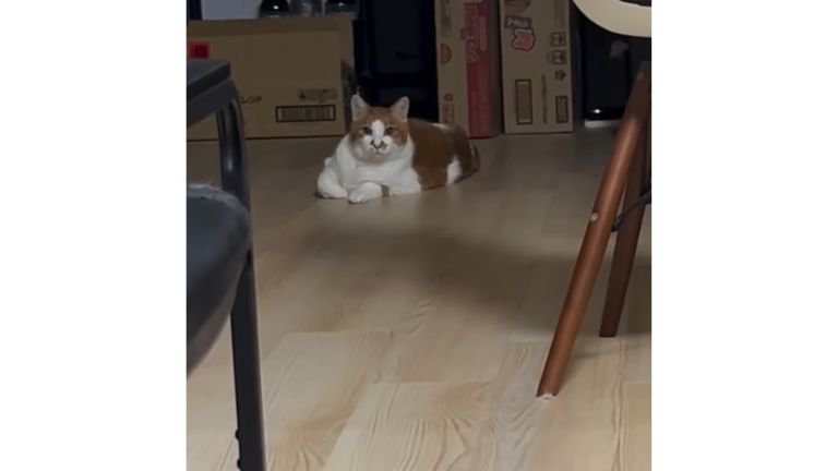 室内にいる猫