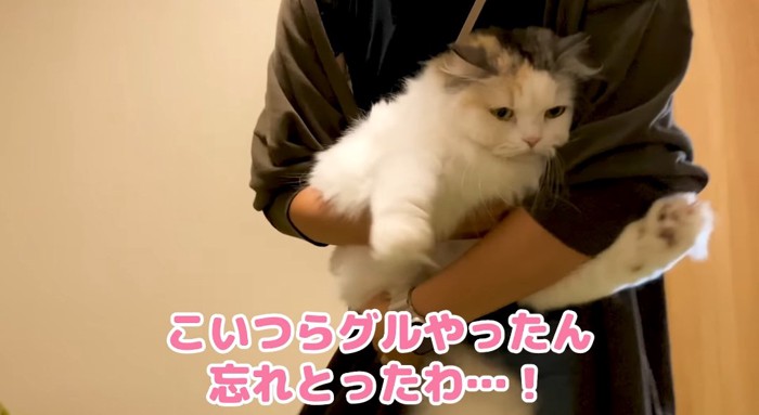 抱っこされる猫