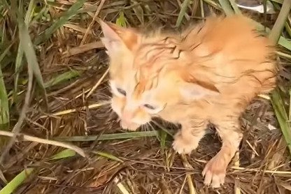 鳴く子猫