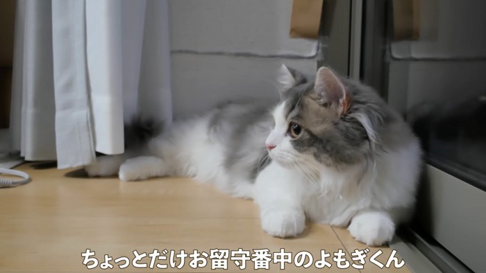 留守番する猫