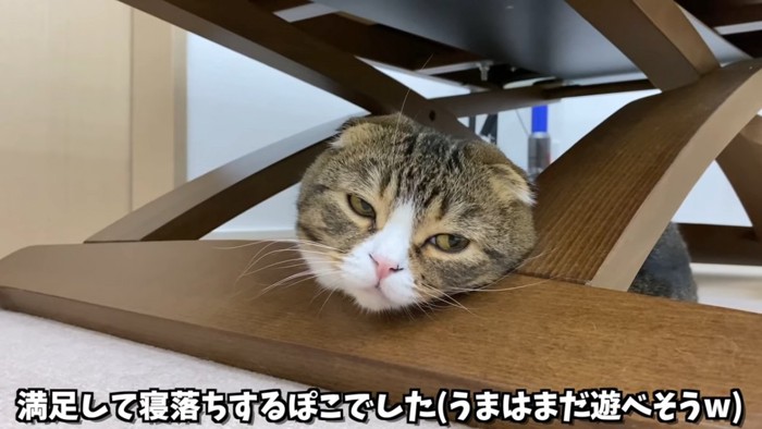 眠そうな猫