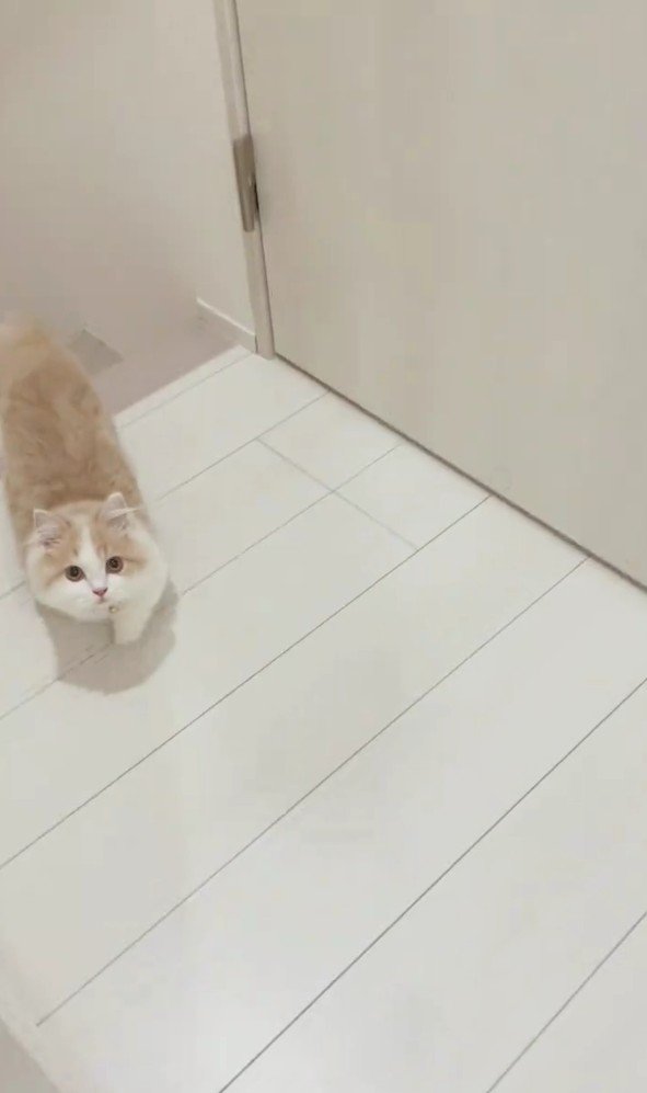 歩いてくる猫