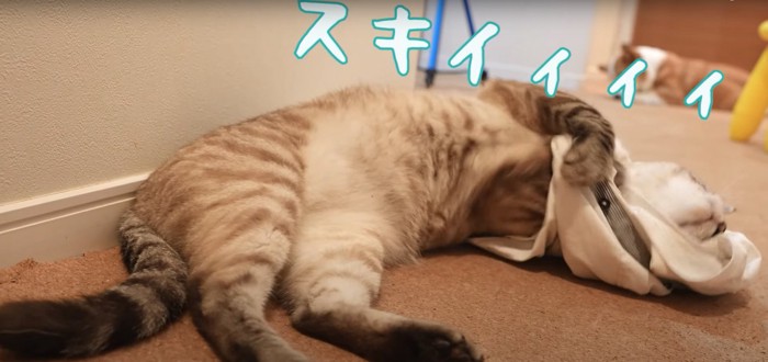 寝転がってワイシャツを抱きしめる猫