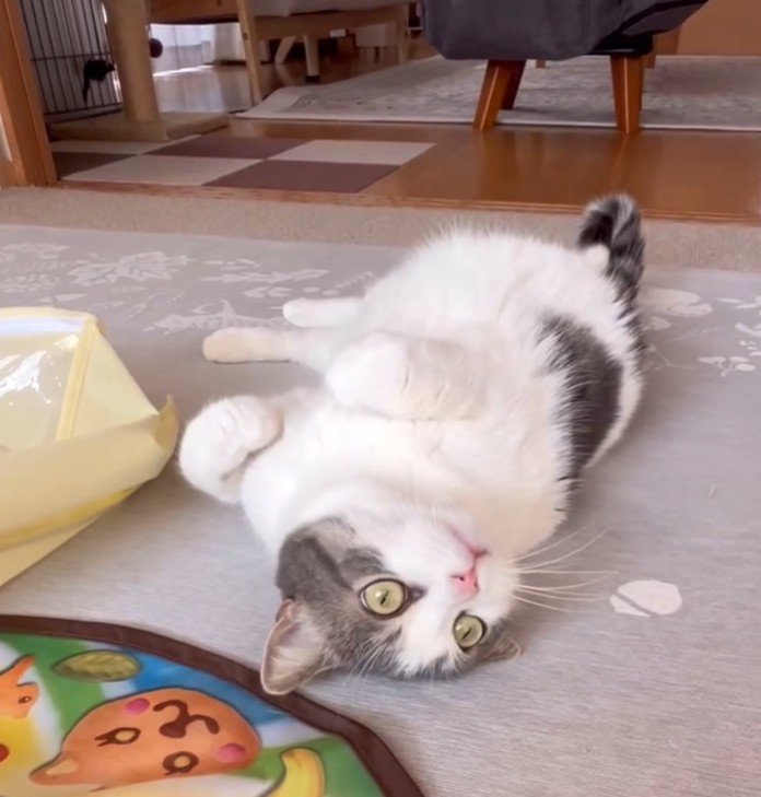 転がっている猫