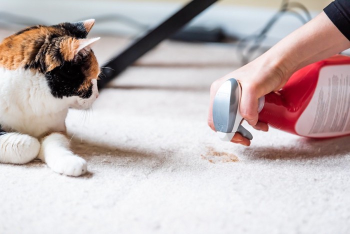 カーペットを掃除する飼い主と猫