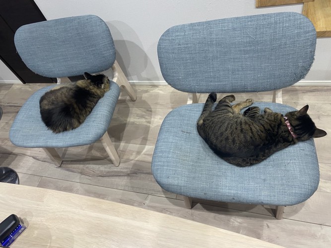 2匹の猫がそれぞれ椅子の上で寝ている様子