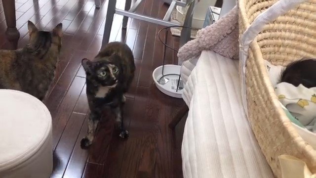 クーファンのそばの2匹の猫2