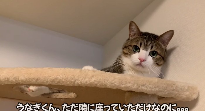 横たわる猫