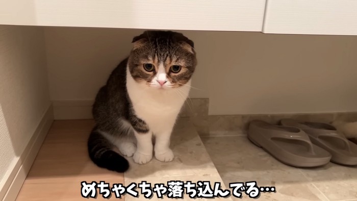 座って下を見る猫