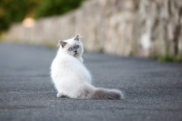 後ろ向きに振り返っている猫