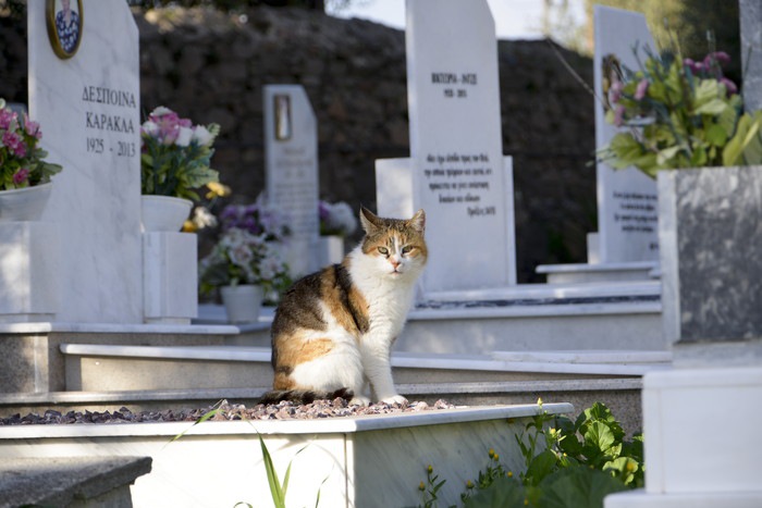 墓地にいる猫