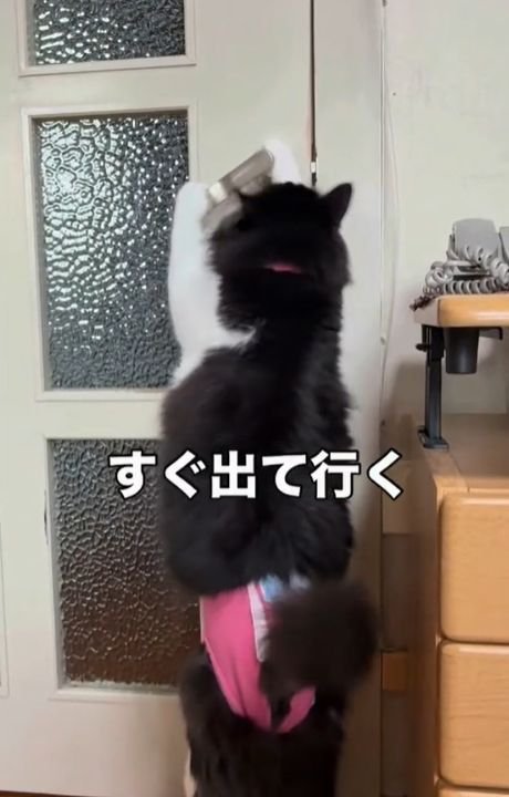 両前足でドアノブをつかむ猫